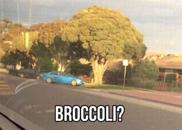 ●【画像】マジでブロッコリーのような木