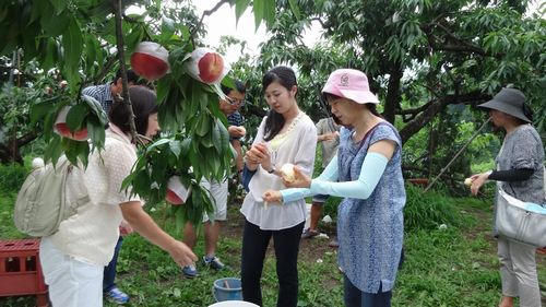 peach picking, fruit picking in yamanashimisakaall-you-can-eat